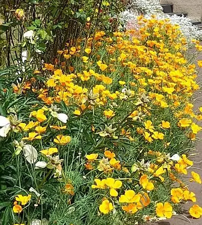 Pensionat Le Patsa De Vouillé