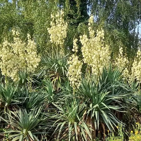 Pensionat Le Patsa De